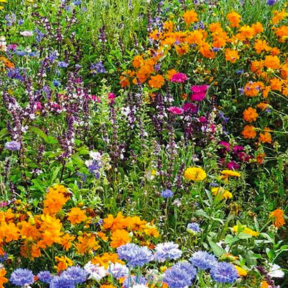 Close up of bright orange, pink and yellow flowers in full bloom