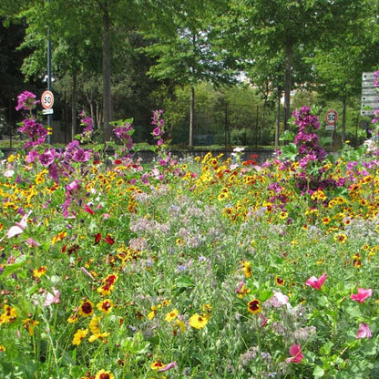 Close up of bright yellow, pink and purple flowers in full bloom