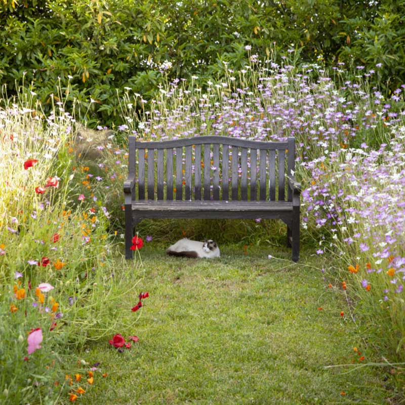 A cute and curious cat resting under a wooden bench surrounded by a lush meadow of colourful wildflowers.