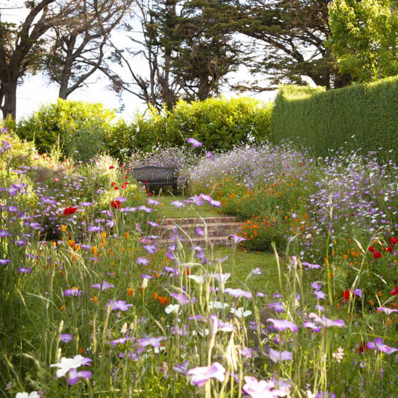 A wooden bench nestled amidst a sea of wildflowers in bloom. The flowers are of various shades of pink, purple, orange, and white, creating a colourful and vibrant scene.