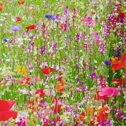 Close up of bright red, purple and pink flowers in full bloom.