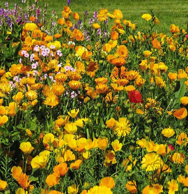 A close-up view of a cluster of bright yellow, orange and soft pink wildflowers in full bloom.