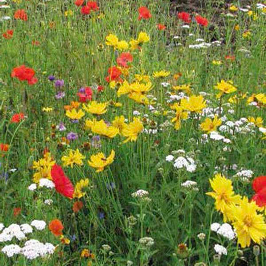 A close-up view of a cluster of wildflowers in full bloom.