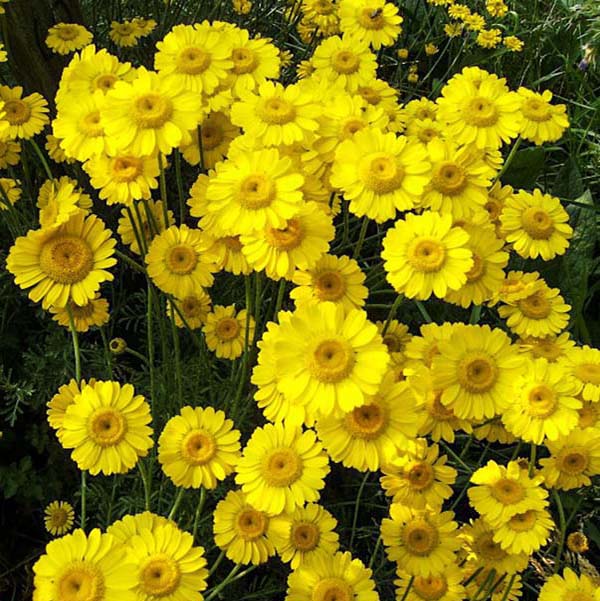 A close-up view of a cluster of bright yellow wildflowers in full bloom.