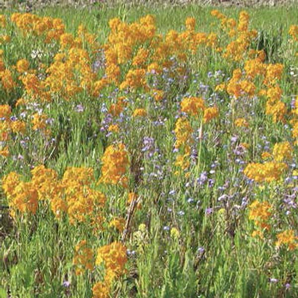 A close-up view of a cluster of wildflowers in full bloom.