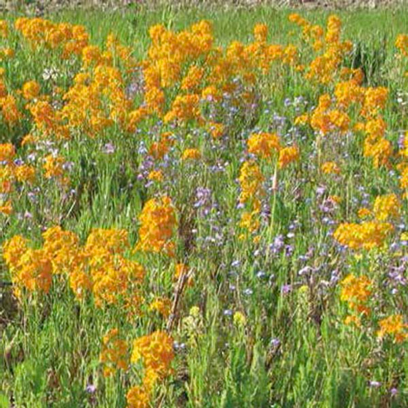 A close-up view of a cluster of wildflowers in full bloom.