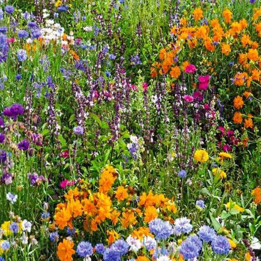 A variety of colourful wildflowers growing among vibrant green grass.