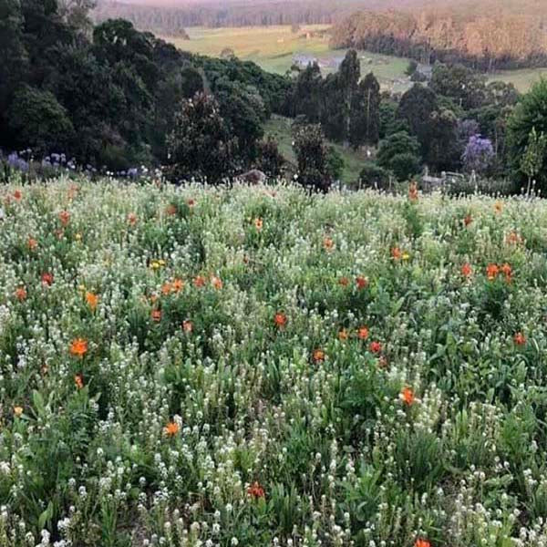 A sea of white and orange wildflowers growing among vibrant green grass