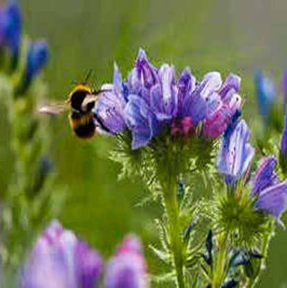 Close up of a bee on a plant with small blue flowers.