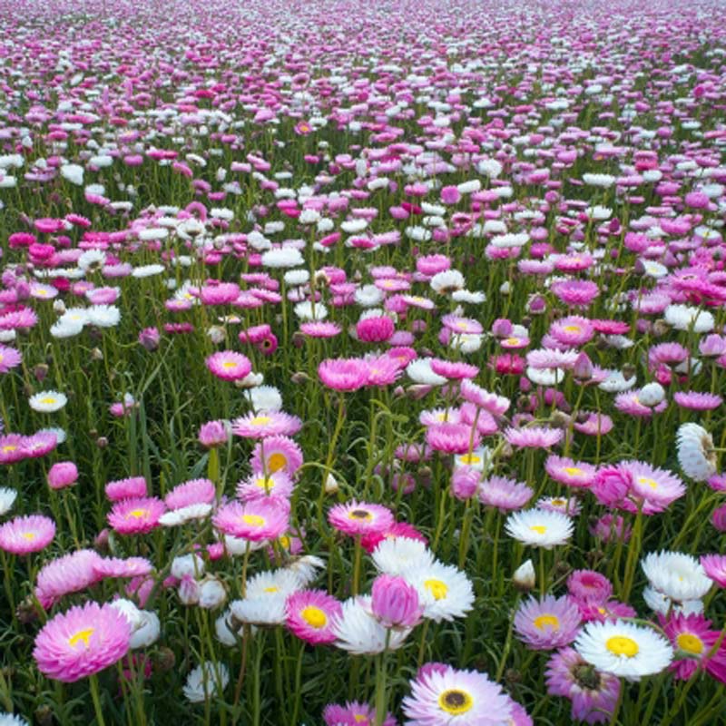 Close up of bright pink and white wild flowers in full bloom.