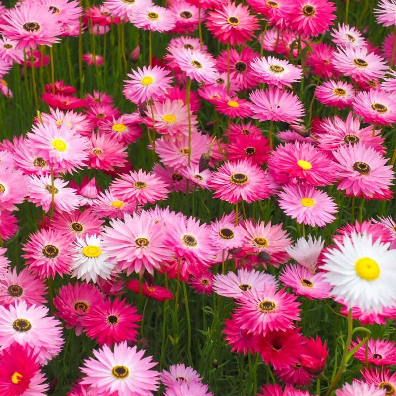 Close up of bright shades of pink and white wild flowers in full bloom.