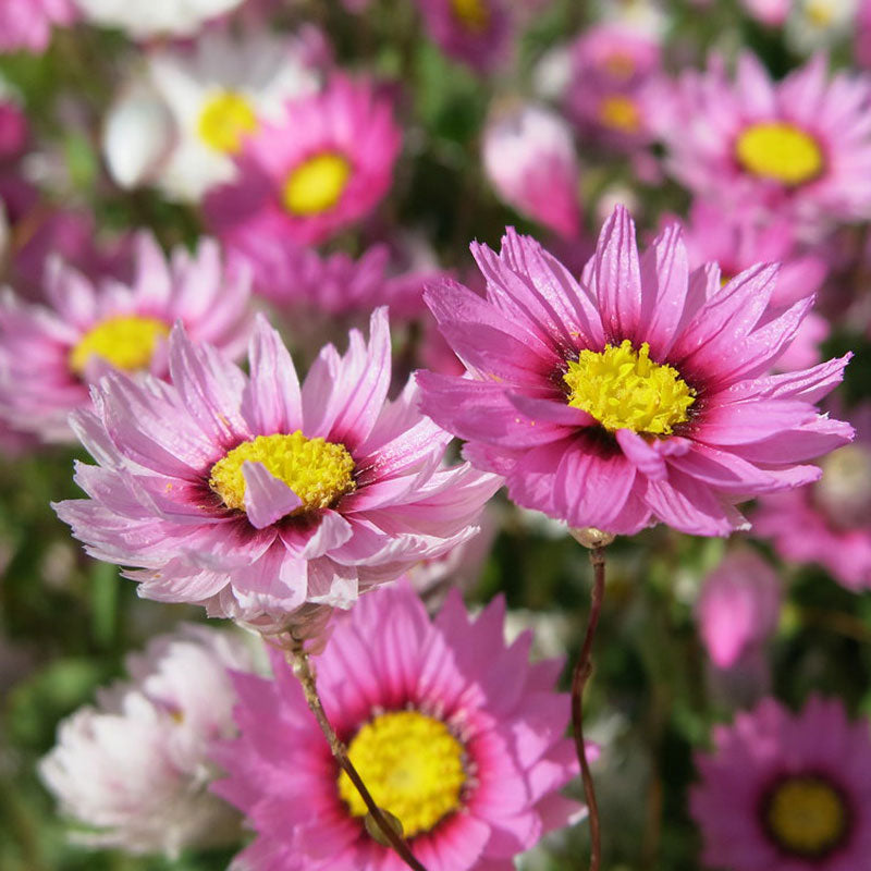 Close up of bright pink and white wild flowers in full bloom.