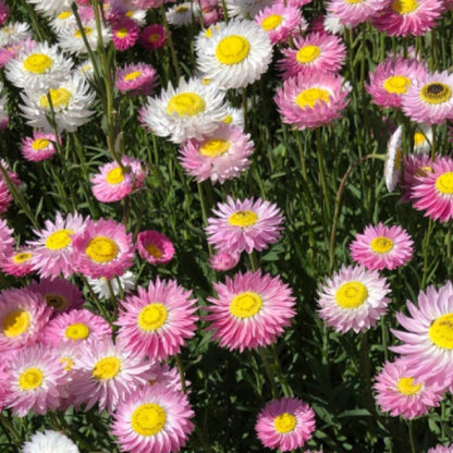 Close up of bright pink and white wild flowers in full bloom.