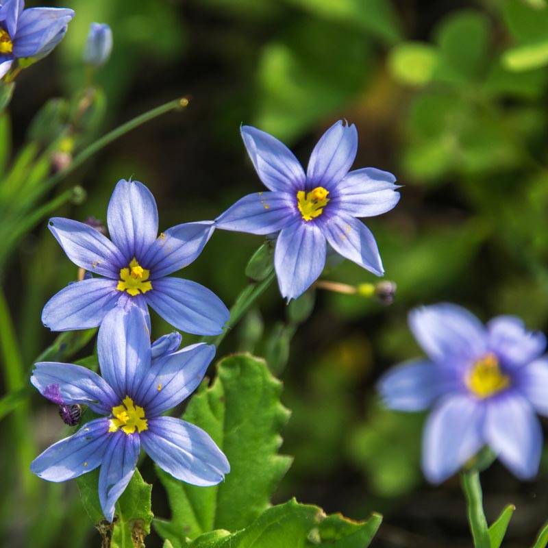 A close up of blue many spiked orthrosantus in full bloom. 