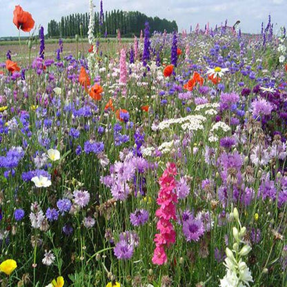 Close up of bright pink, blue, purple, red and white wild flowers in full bloom in a grassy garden