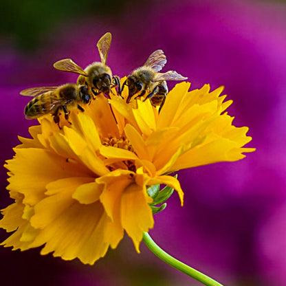 A close up of bee's on a yellow cornflower.