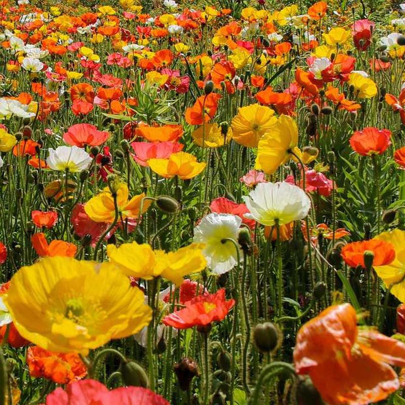 A close up of a variety of bright orange, yellow, and white poppies growing among vibrant green grass.
