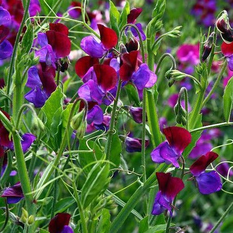 A close-up of sweet peas. 