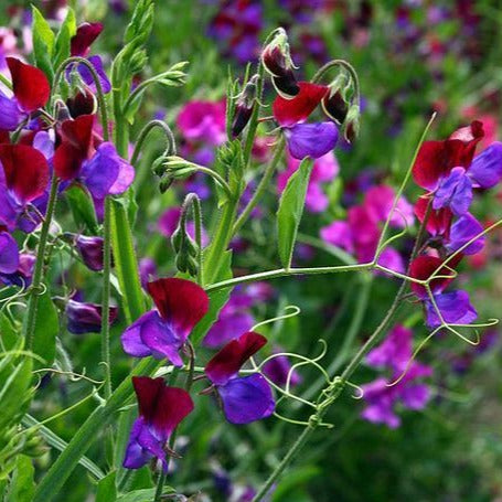 A close-up of sweet peas.