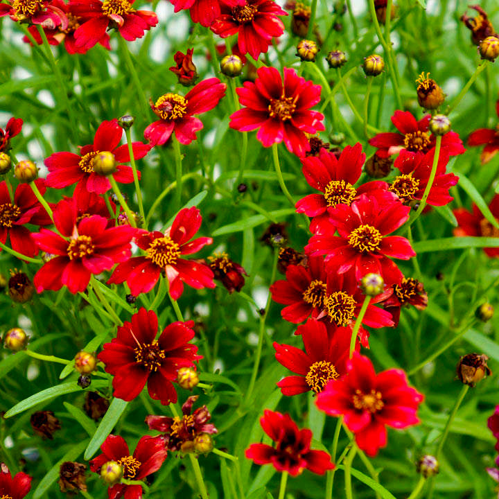 A close-up of bright red flowers.