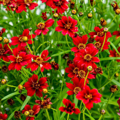 A close-up of bright red flowers.