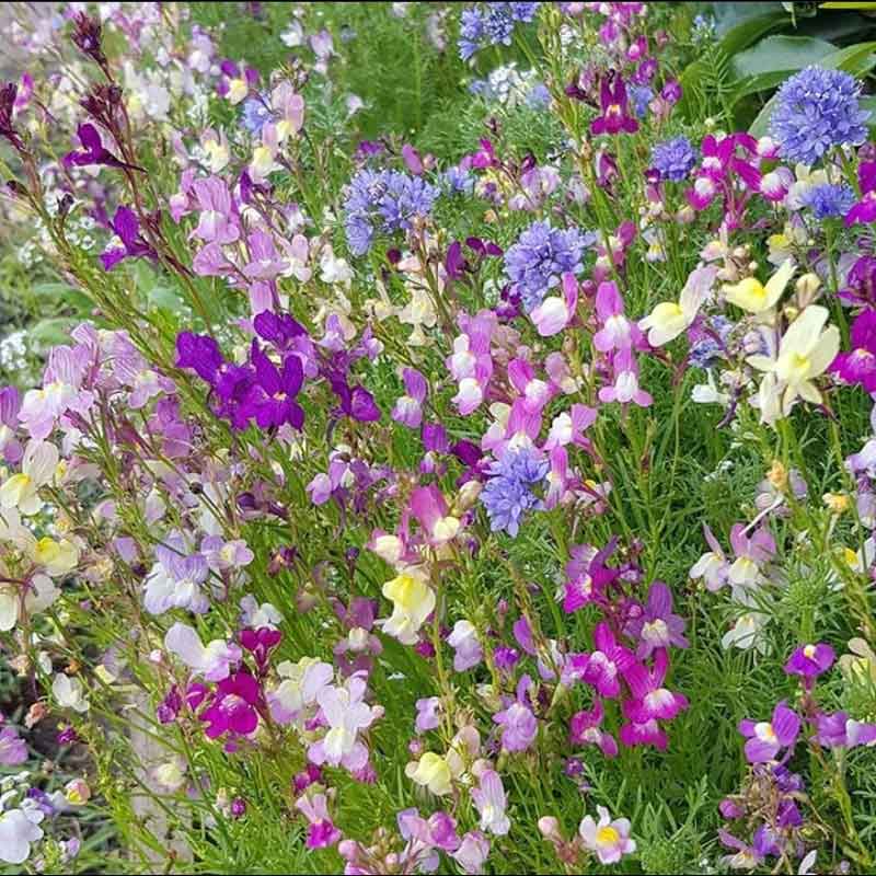 A close up of pink, purple, light yellow and blue wildflowers.