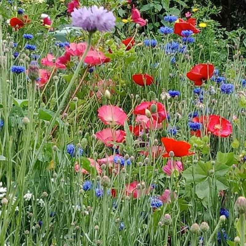 A close up of pink, red and blue wildflowers.
