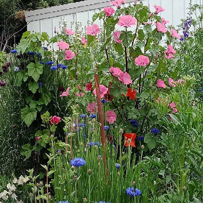 A close up of pink and blue wildflowers surrounded by lush green grass.