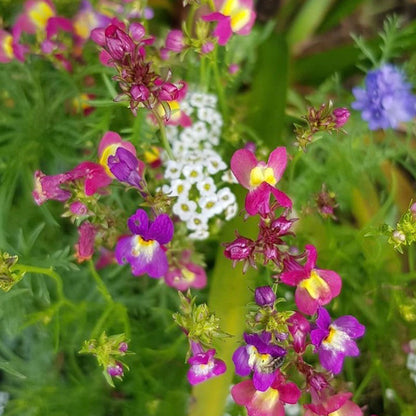 A close up of pink, purple, white and blue wildflowers surrounded by lush green grass.