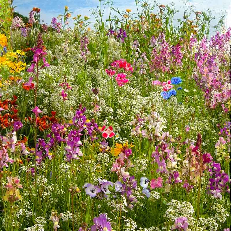 A colourful array of wildflower species in purple, blue, yellow and white surrounded by lush green grass