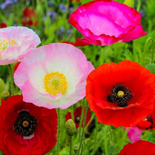 A close-up of bright pink, red and mixed colour poppies.