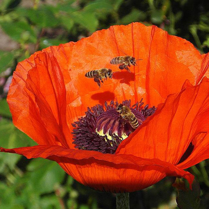 A beautiful view of bees in the midst of a bright red poppy flower. 