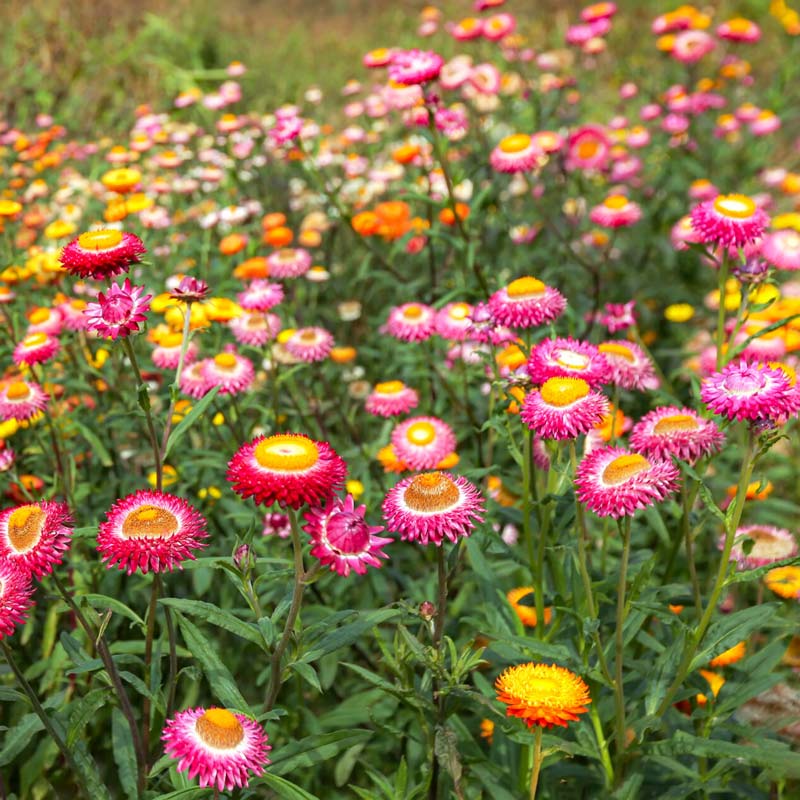 Close-up of pink and yellow strawflower daisy amidst lush green grass