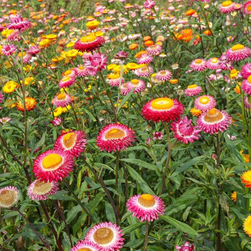 Close-up of pink and yellow strawflower daisy amidst lush green grass