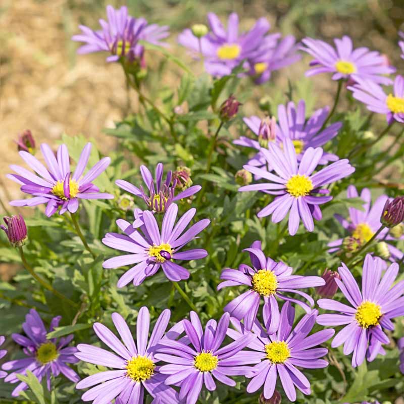 A cluster of purple swan river daisies. 