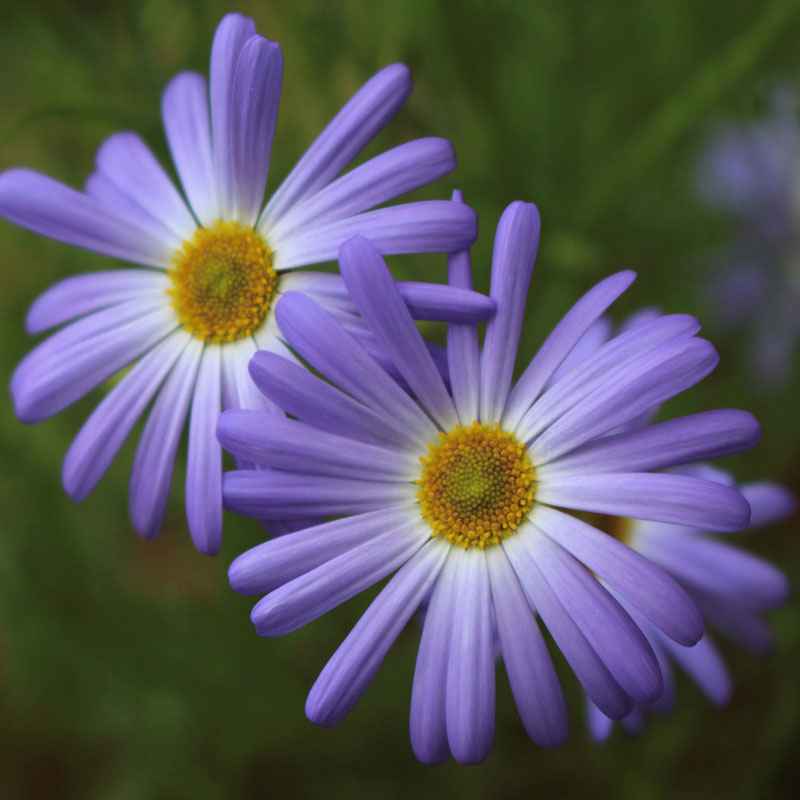 A close-up of swan river daisy flower.