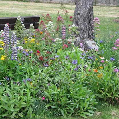 A close-up view of vibrant wildflowers under a tree surrounded by lush green grass.