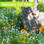 Wildflower Key to Success Seed Mix blooming under a tree with vibrant orange, white, and yellow flowers in a shaded meadow setting.