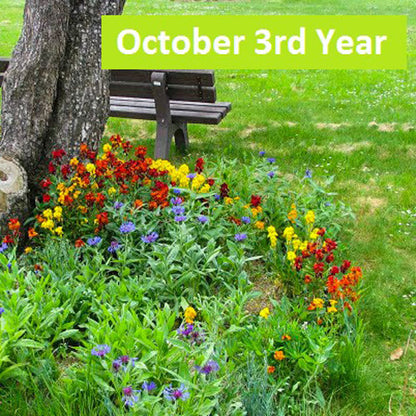 A close-up view of vibrant yellow, red, orange and purple wildflowers in their third year of bloom under a tree surrounded by lush green grass.