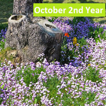 A close-up view of vibrant purple wildflowers in their second year of bloom under a tree surrounded by lush green grass.