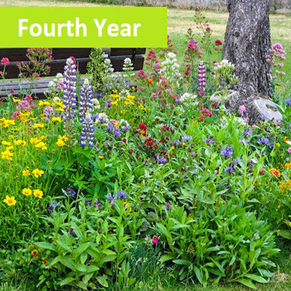 A close-up view of vibrant yellow, pink and purple wildflowers in their fourth year of bloom under a tree surrounded by lush green grass.