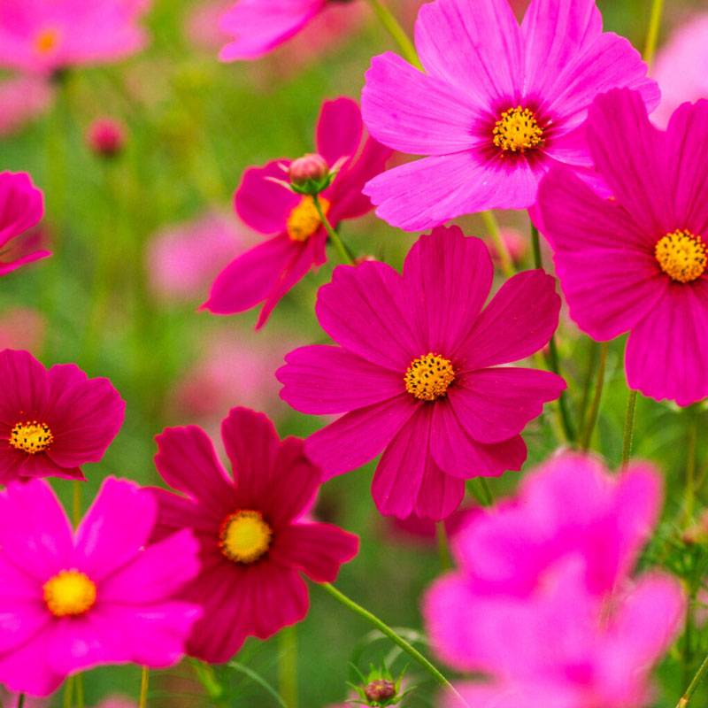 A close-up of bright shades of pink cosmos.